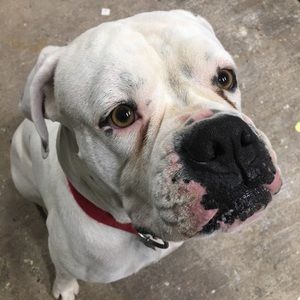 Meet your Posher, Diana